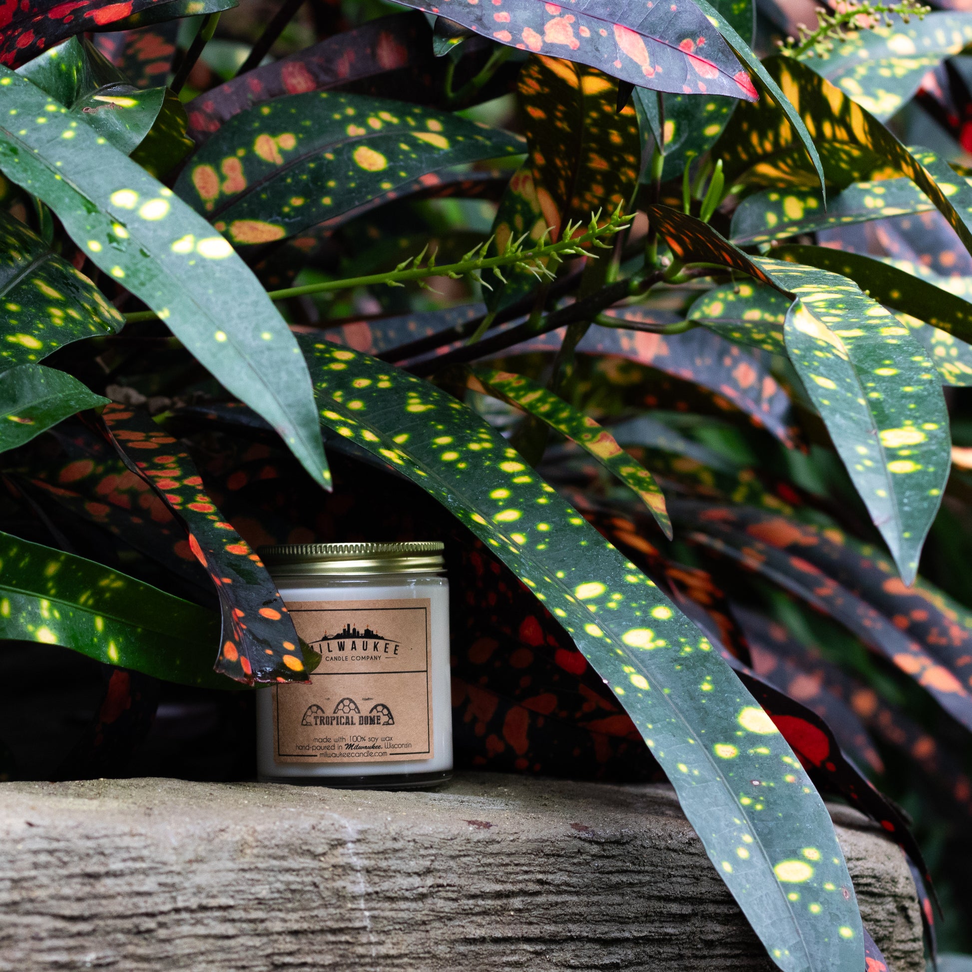 Tropical Dome candle featured at the Tropical Dome with exotic plants.